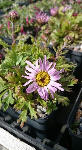 Chrysanthemum weyrichii - 8cm pot 